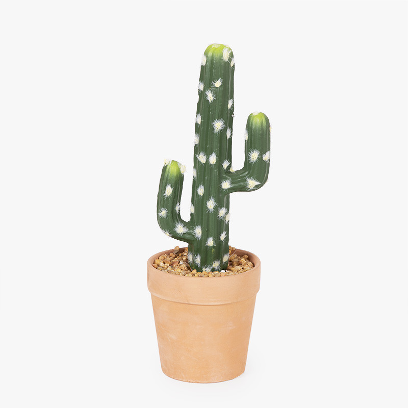 Cactus  Tiendas MGI